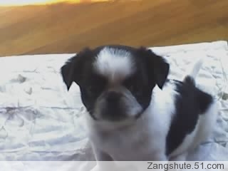 碎心剑